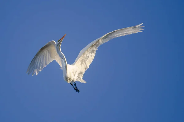 Grande Egret Voando em um céu azul — Fotografia de Stock