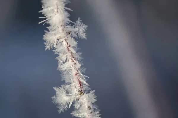 Icy Frost Crystals Clinging to the Frozen Winter Foliage — Stock Photo, Image