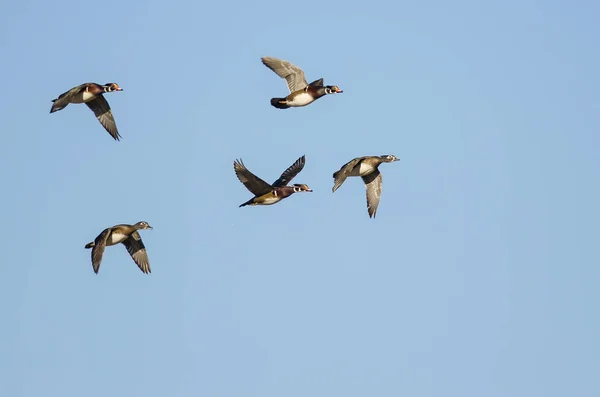 Flock of Wood Ducks Flying in a Blue Sky