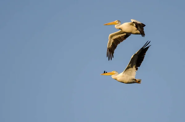 Paire de pélicans blancs américains volant dans le ciel bleu — Photo