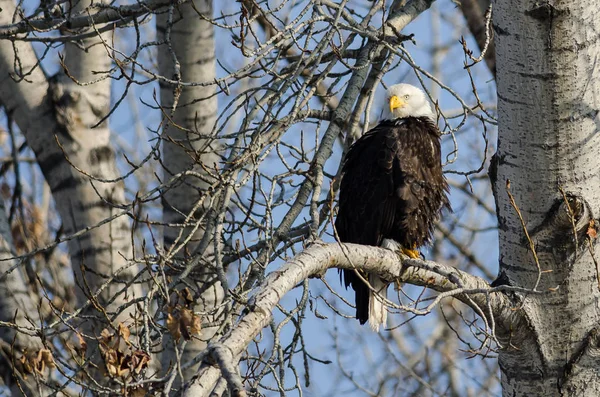 Bald Eagle zat hoog in de boom van de Winter — Stockfoto