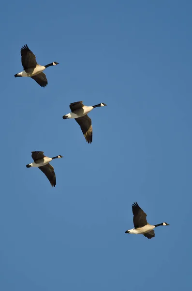 Čtyři kanadské husy létající na modrém nebi — Stock fotografie