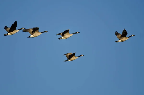 Pequeña bandada de gansos de Canadá volando en un cielo azul — Foto de Stock