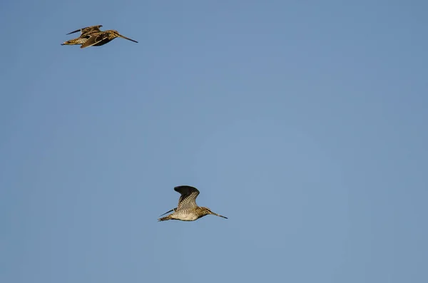 Wilsons Schnepfenpaar fliegt in blauem Himmel — Stockfoto