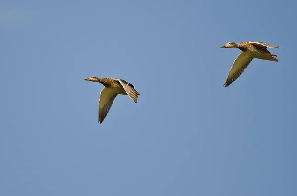 Bir çift Mallard Ördeği Mavi Gökte Uçuyor — Stok fotoğraf
