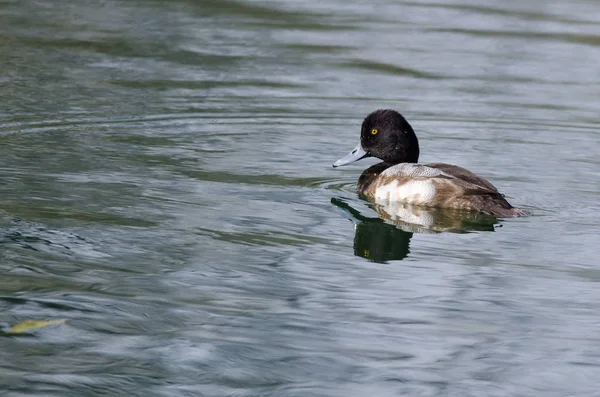 Mâle Fuligule nageant dans l'étang vert — Photo