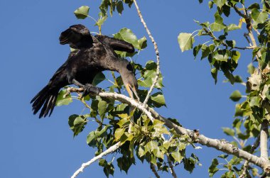 Uzun ağaca tünemiş süre kanat germe Çift Tepeli karabatak 