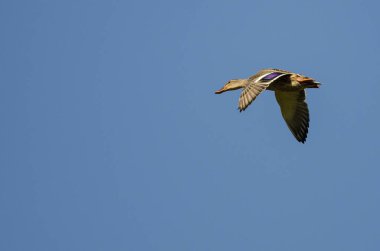 Mavi bir gökyüzü uçan yalnız yeşilbaş ördek 