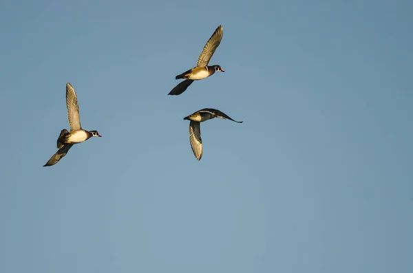 Trois canards en bois volant dans un ciel bleu — Photo