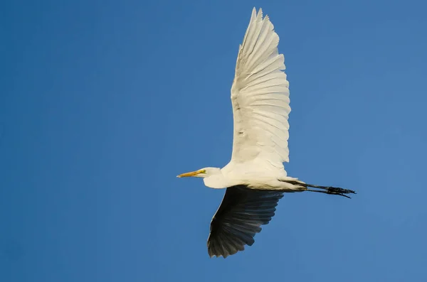 Grande Egret voando no céu azul — Fotografia de Stock