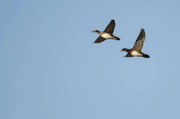 Par de patos de madera volando en un cielo azul — Foto de Stock