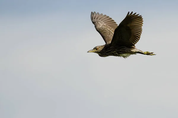 Jeune héron de nuit couronné noir volant dans un ciel bleu nuageux — Photo