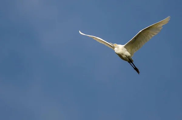 Снежная Эгрет, летящая в голубом небе — стоковое фото