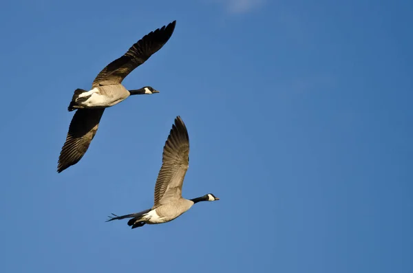Deux Bernaches du Canada volant dans un ciel bleu — Photo