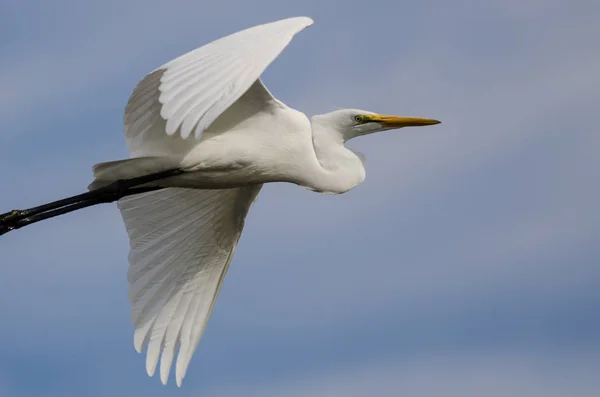 Witte grote zilverreiger vliegen in een blauwe lucht — Stockfoto