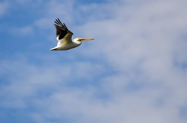 Американский белый пеликан летит в облачном голубом небе — стоковое фото