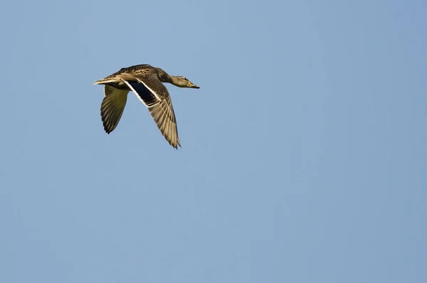 Canard colvert solitaire volant dans un ciel bleu — Photo