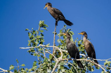 Üç Çift Tepeli karabatak yüksek ağaca tünemiş 