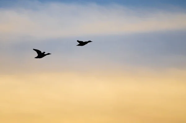 Silhouette Enten fliegen in den Himmel des Sonnenuntergangs — Stockfoto