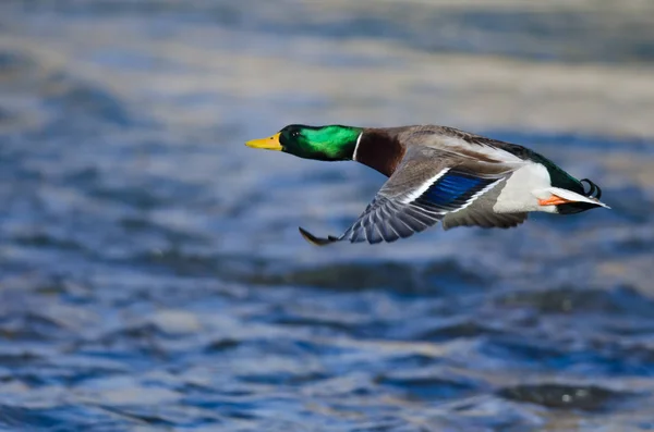 Mallard pato volando bajo sobre el río —  Fotos de Stock