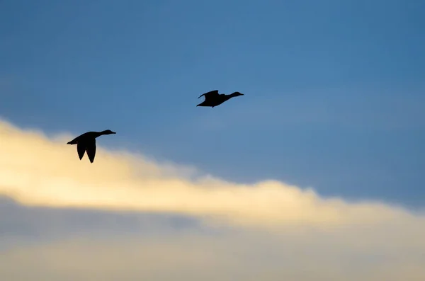 Силуэты уток, летающих в темном дымящемся небе — стоковое фото