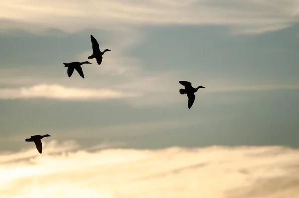 Sylwetki cztery kaczki pływające w wieczorne niebo — Zdjęcie stockowe