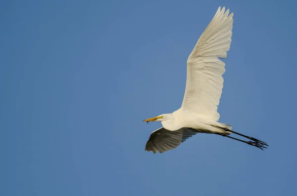 Great Egret Carring a Caught Fish as it Fly in a Blue Sky — стоковое фото