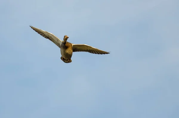 Canard colvert volant dans un ciel bleu — Photo