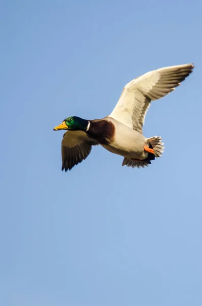Утка-кряква, летящая в голубом небе — стоковое фото