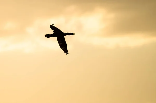 Doppelhaubenkormoran im Sonnenuntergang, wie er fliegt — Stockfoto