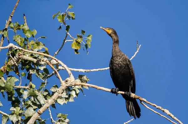 Çift Tepeli karabatak yüksek ağaca tünemiş 