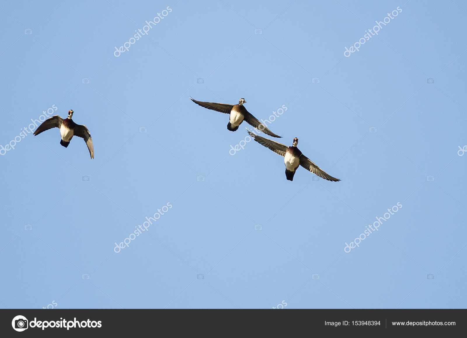 Bandada de patos reales. Cortar archivos para Cricut. Silueta Clip Art  (eps, svg, pdf, png, dxf, jpeg). - Etsy México, image size:1600x1160