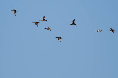Yüzük - boyunlu mavi gökyüzünde uçan ördek sürüsü