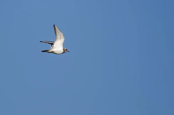 Killdeer volando en un cielo azul — Foto de Stock