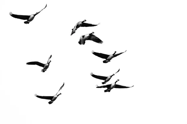 Rebanho de gansos do Canadá voando em um fundo branco — Fotografia de Stock