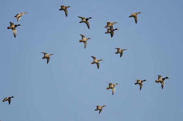 Mavi Gökte Uçan Mallard Ördekleri Sürüsü — Stok fotoğraf