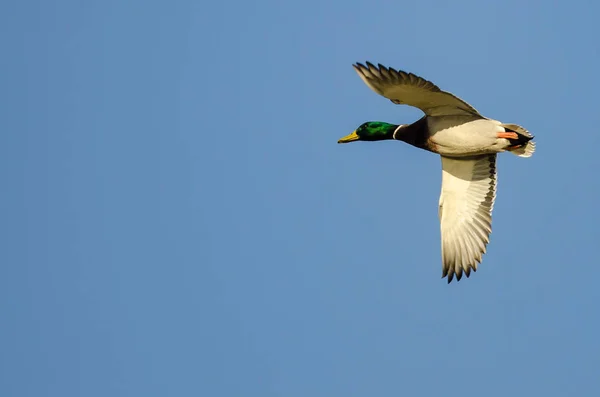 Kaczka krzyżówka latająca na błękitnym niebie — Zdjęcie stockowe