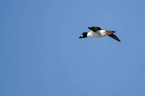 Common Goldeneye Flying in a Blue Sky — Stock Photo, Image