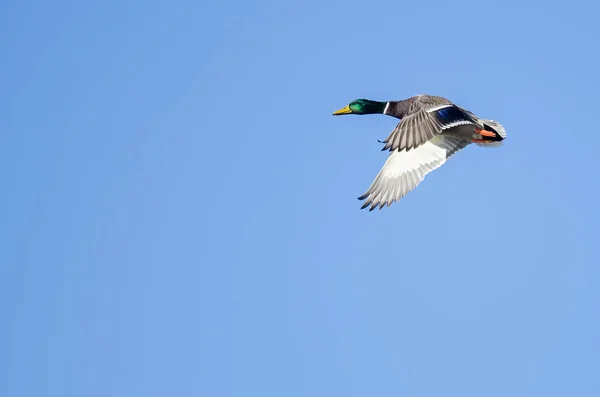 Mallard Duck flyger i en blå himmel — Stockfoto