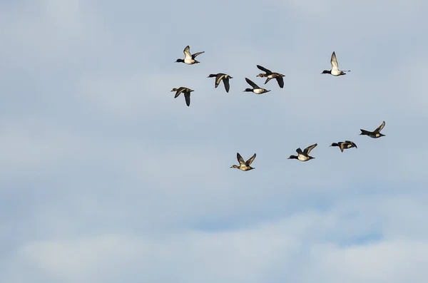 Flock of Ring-Necked Ducks Flying in a Blue Sky — Stock Photo, Image