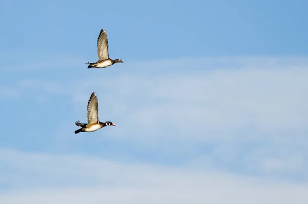 Paire de canards en bois volant dans un ciel bleu — Photo
