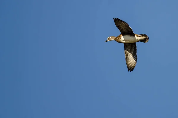 Pato de madera hembra volando en un cielo azul — Foto de Stock