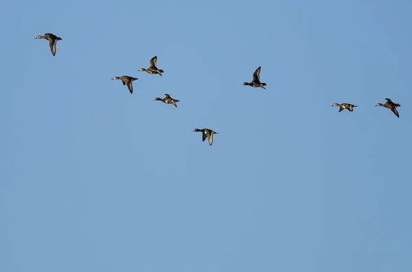 Bandada de patos de cuello anular volando en un cielo azul — Foto de Stock