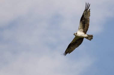 Yalnız Osprey mavi gökyüzünde uçan 