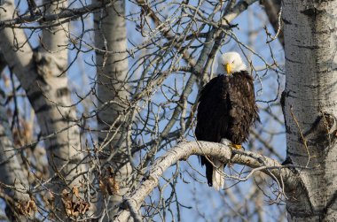 Kel kartal yüksek kış ağaca tünemiş 
