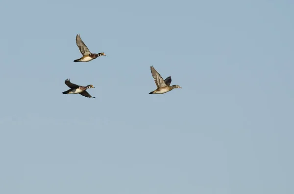 Herde von Waldenten fliegt in blauem Himmel — Stockfoto