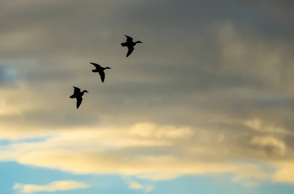 Три силуэтные утки, летящие в закатном небе — стоковое фото
