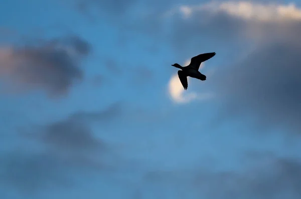 Pato silhueta voando no céu escuro à noite — Fotografia de Stock