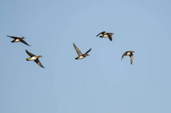 Troupeau de canards de bois volant dans un ciel bleu — Photo