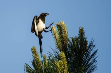 Black-Billed Magpie Landing High in an Evergreen Tree With Feet Outstretched stock vector